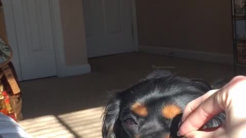 Black dog sniffs owner's hand and there's nothing in it