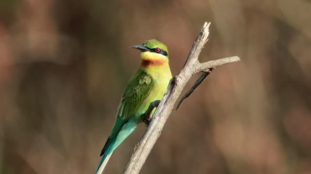 Colorful bird on a small branch - With beautiful music