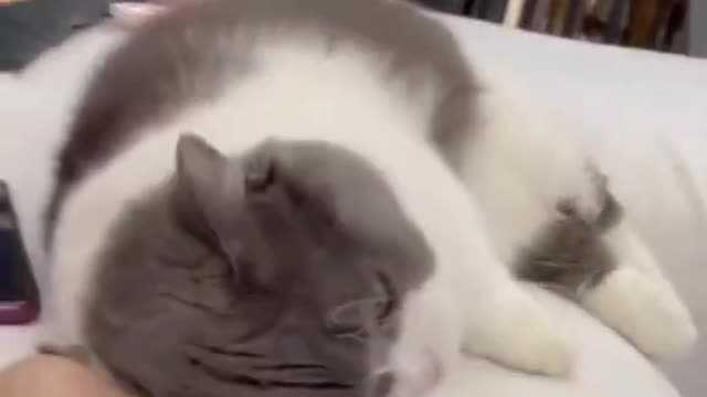 Funny cat video, cat meowing video, cute cat