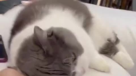 Funny cat video, cat meowing video, cute cat