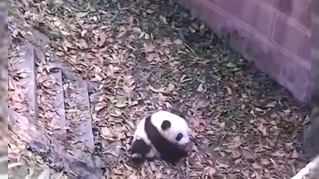 Pandas letting the good times roll