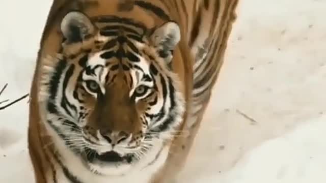 Tiger is running motivational video