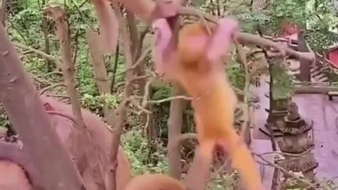 Funny Monkeys