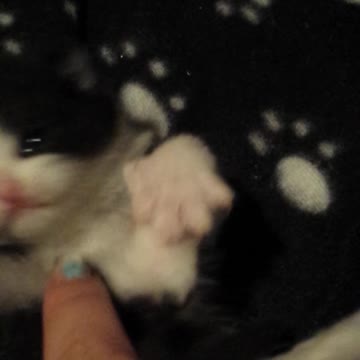 Tiny Kitten Claps Her Paws To "If You're Happy And You Know It"