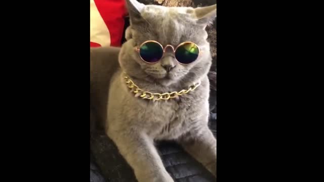 Lovely cat sunglasses