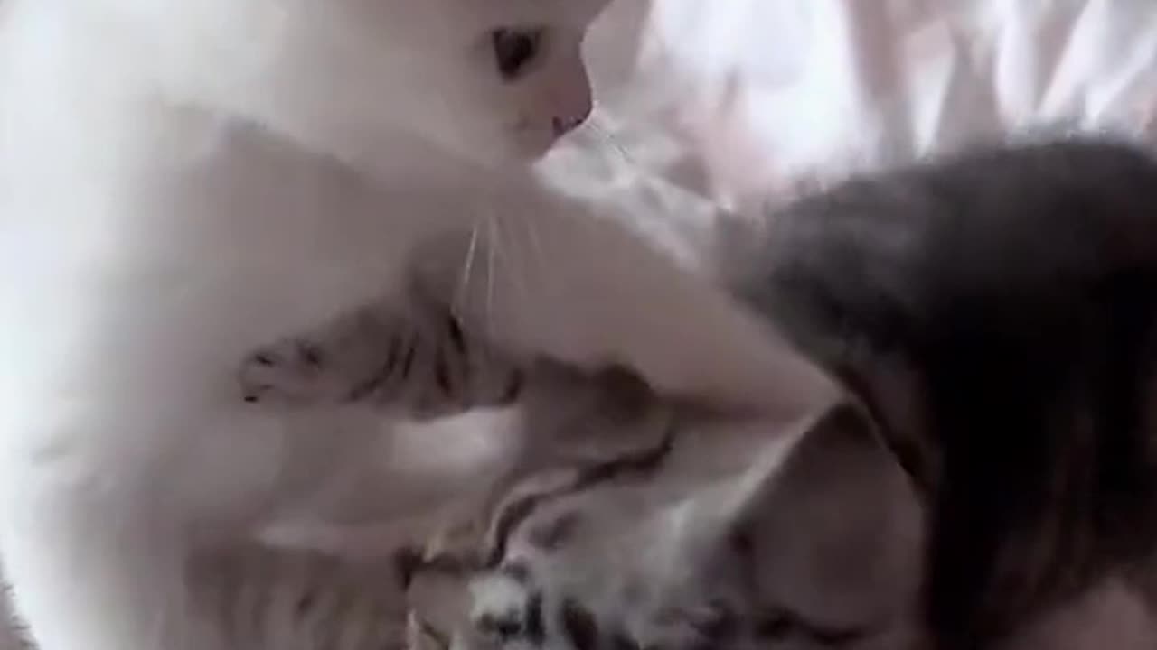 fighting cats. cats playin