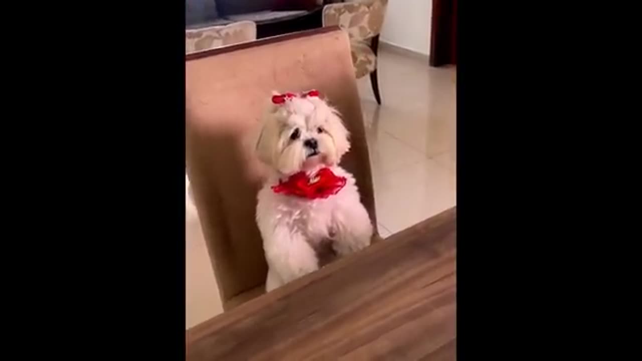 Funny dogs and cats