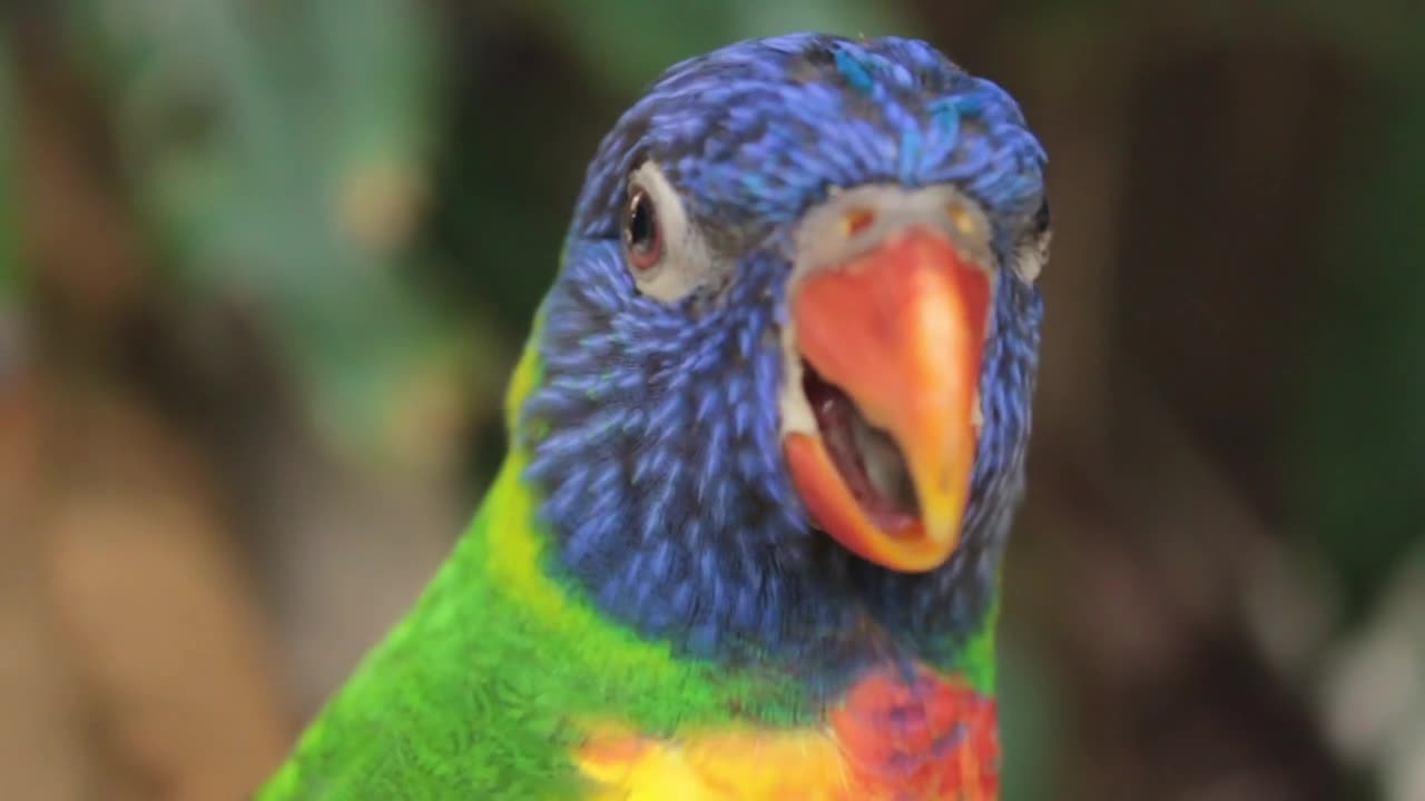 Parrot in forest