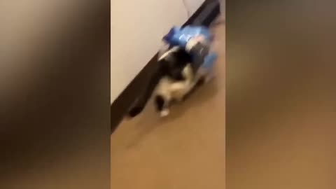 Funny cat.