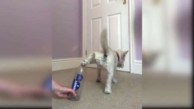 Dog Open Bottle Cap with his Signature back kick