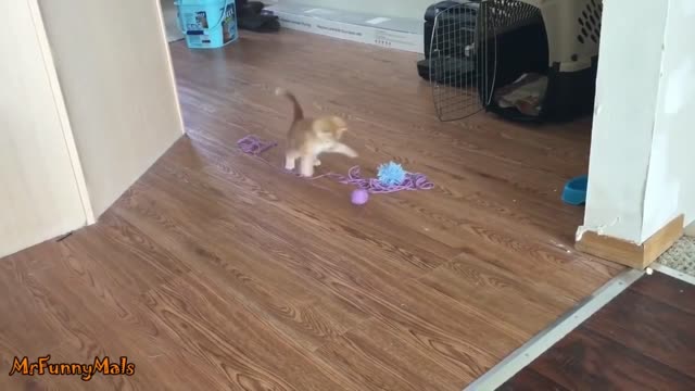 Cats Playing Ball of Yarn