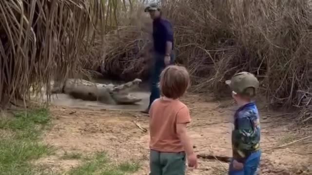 wild aligator attack near our lawn area