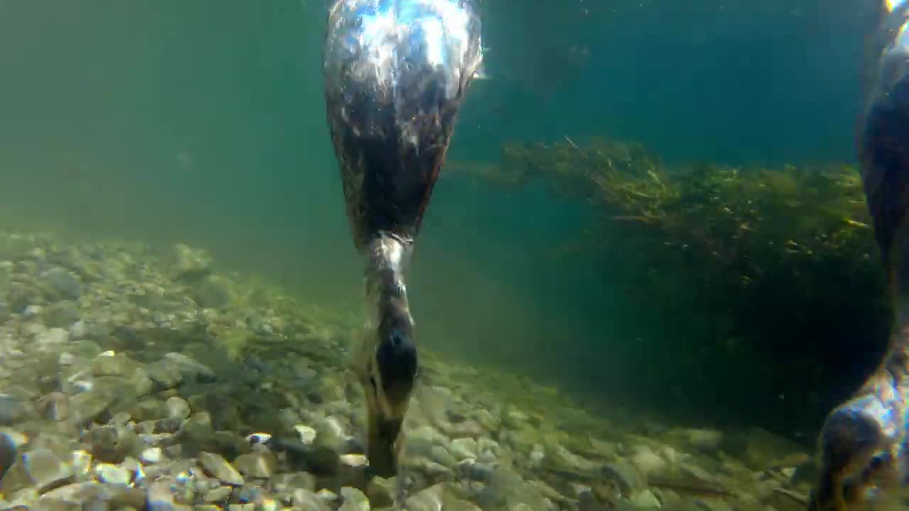 Diving Underwater with wild ducks