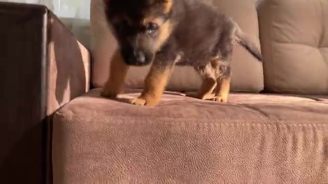 German Shepherd Puppy and Kitten Playing [TRY NOT TO LAUGH]