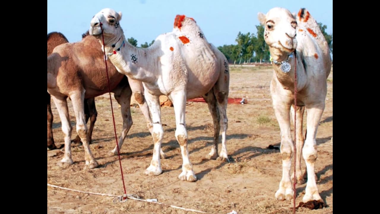 Saudi Arabia Surprising facts about the value of camels.