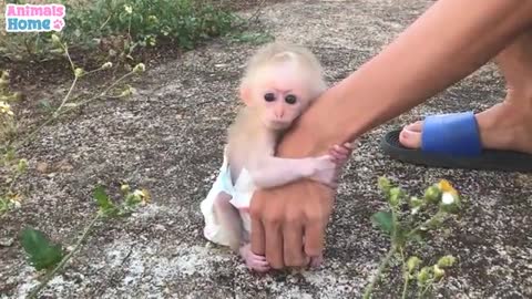 The Process Of Becoming a father Of Baby Monkey