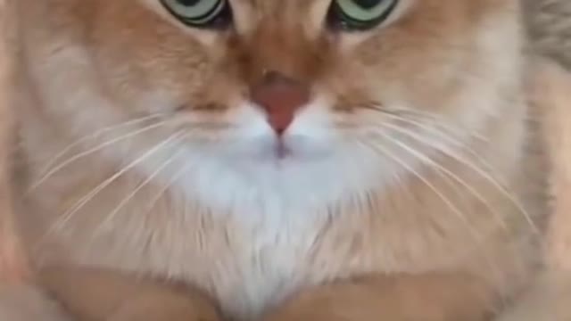 Cat doing funny things that looks so cute