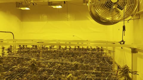 In a massive cannabis facility