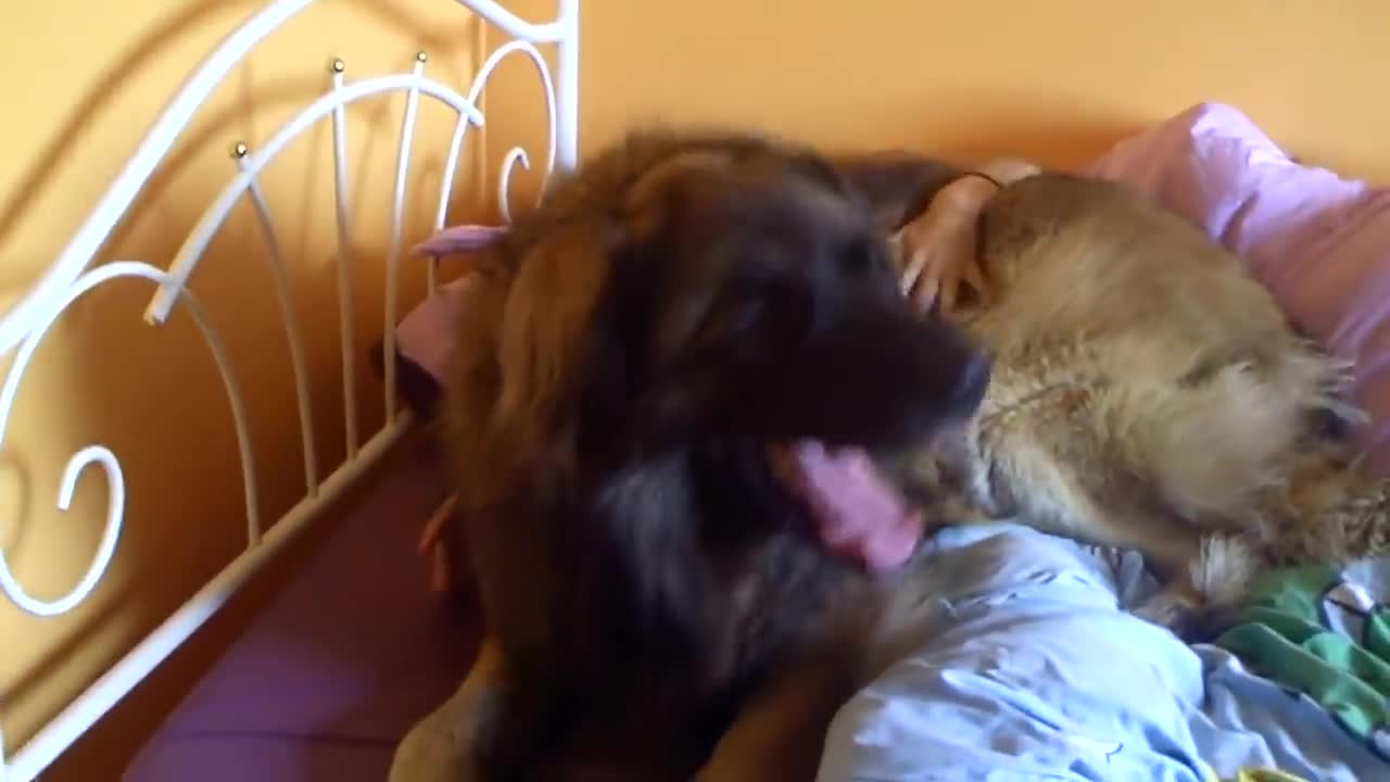 Bewan is telling -good morning-