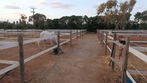 Paddocks with horses outdoors