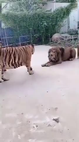 Lion Vs Tiger Amazing Video