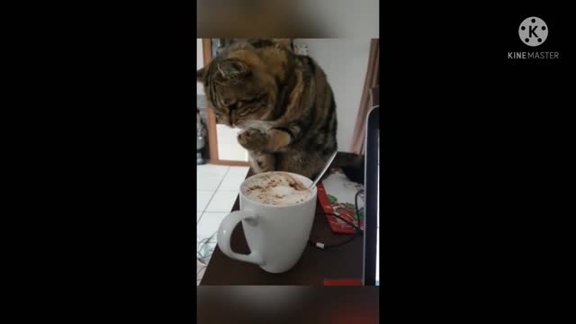 Cat video