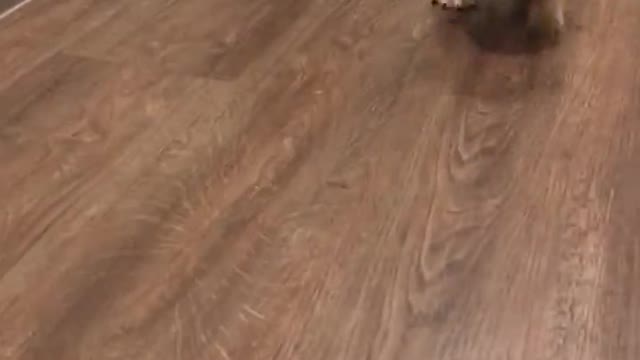 Puppy Outruns Its Own Legs