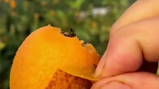 😍🍇🥭Farm Fresh Ninja Fruit Cutting (Desi Satisfying Fruit Ninja) 🍇🥭Fruit Ideas | Amazing Fruits 😍🍇