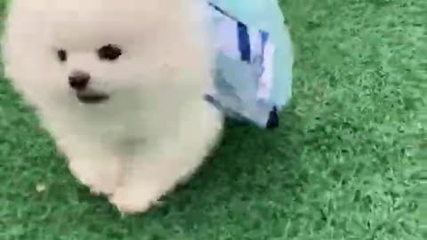 Cute and Funny Pomeranian Videos