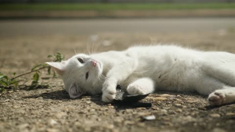 Cat relaxing on the ground