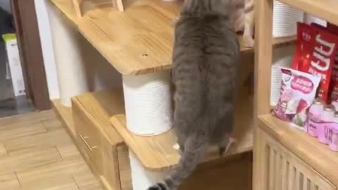 daily kitten