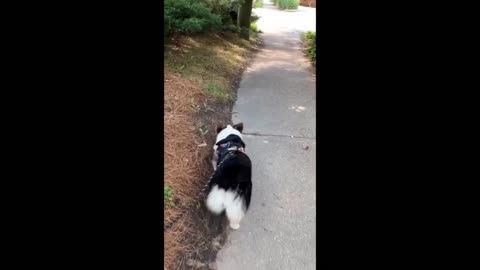 Smart cat and funny animals