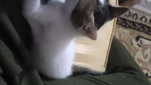 My ferocious little cat wants to bite me and my ferocious, ferocious little cat wants to hit me