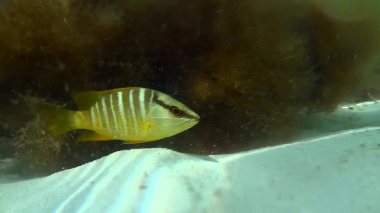 tropical fish