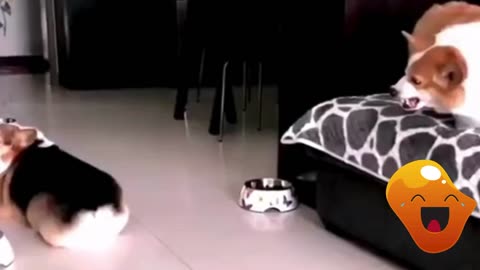 Mischievous Animals