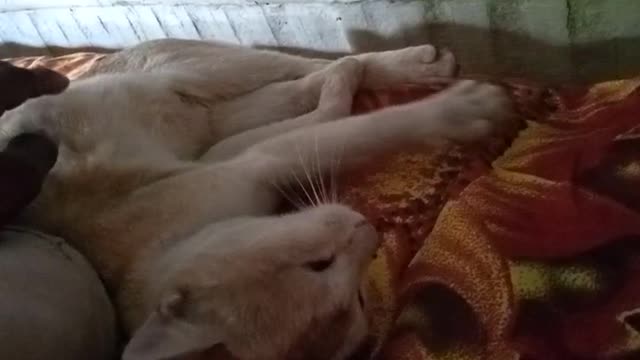Cat 🐈😺 sleeping on my bed