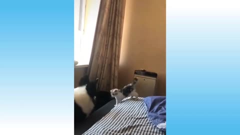 Funny and Cute Cat's and dog Life