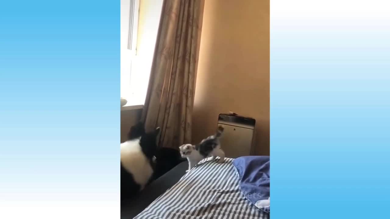 Funny and Cute Cat's and dog Life