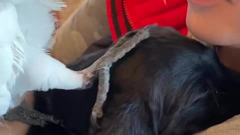 Parrot meets puppy for the first time