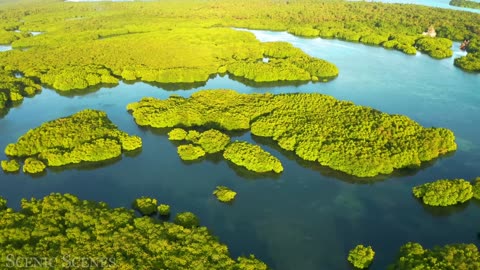 Animals Of Amazon 4k- Animals That Call the Jungle Home-Amazon Rainforest