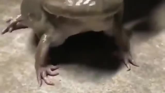 Frog running and screaming