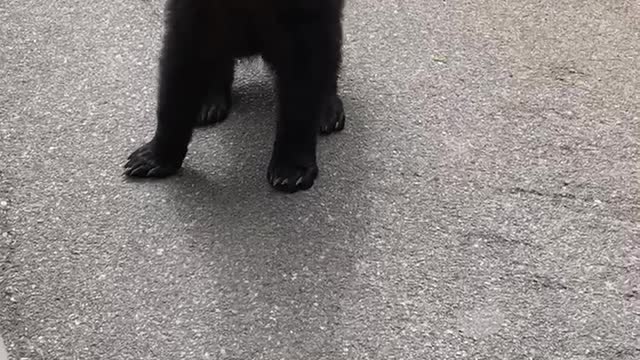 Bear Checks out Van