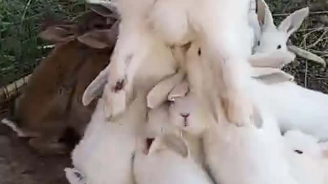 How baby bunnies feeding milk from their mother