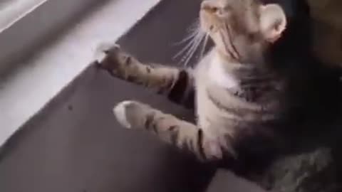 Funny animals videos😹😺😻#funnyvideo#funnymoments #funnymemes