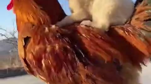 Cute Baby Dog On Chickens Back AWW SO CUTE! Cutest baby animals Videos,