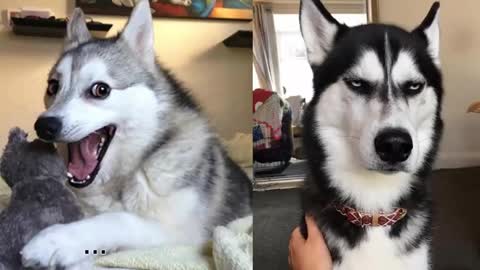 Husky dog is the best dog