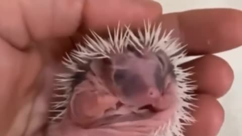 baby hedgehog