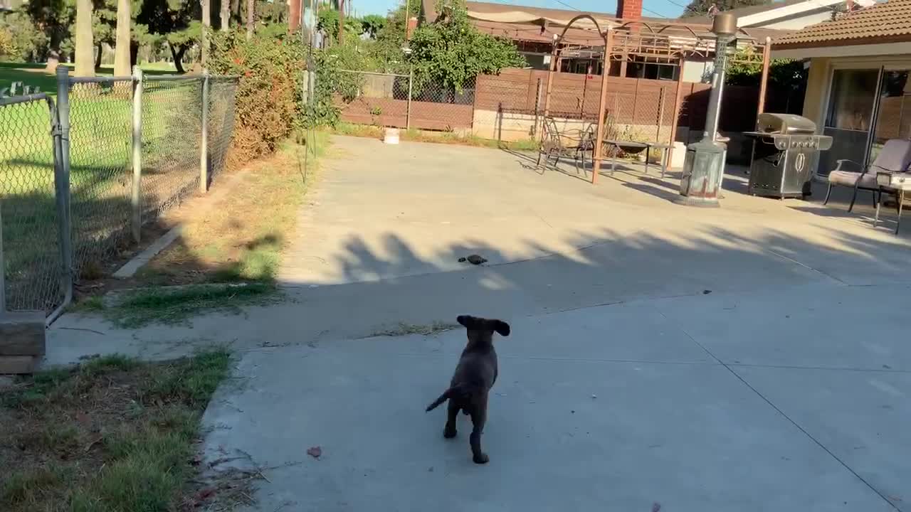 Puppy Hazel’s first retrieving lesson. She’s a natural!!