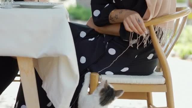 Animal cat video today
