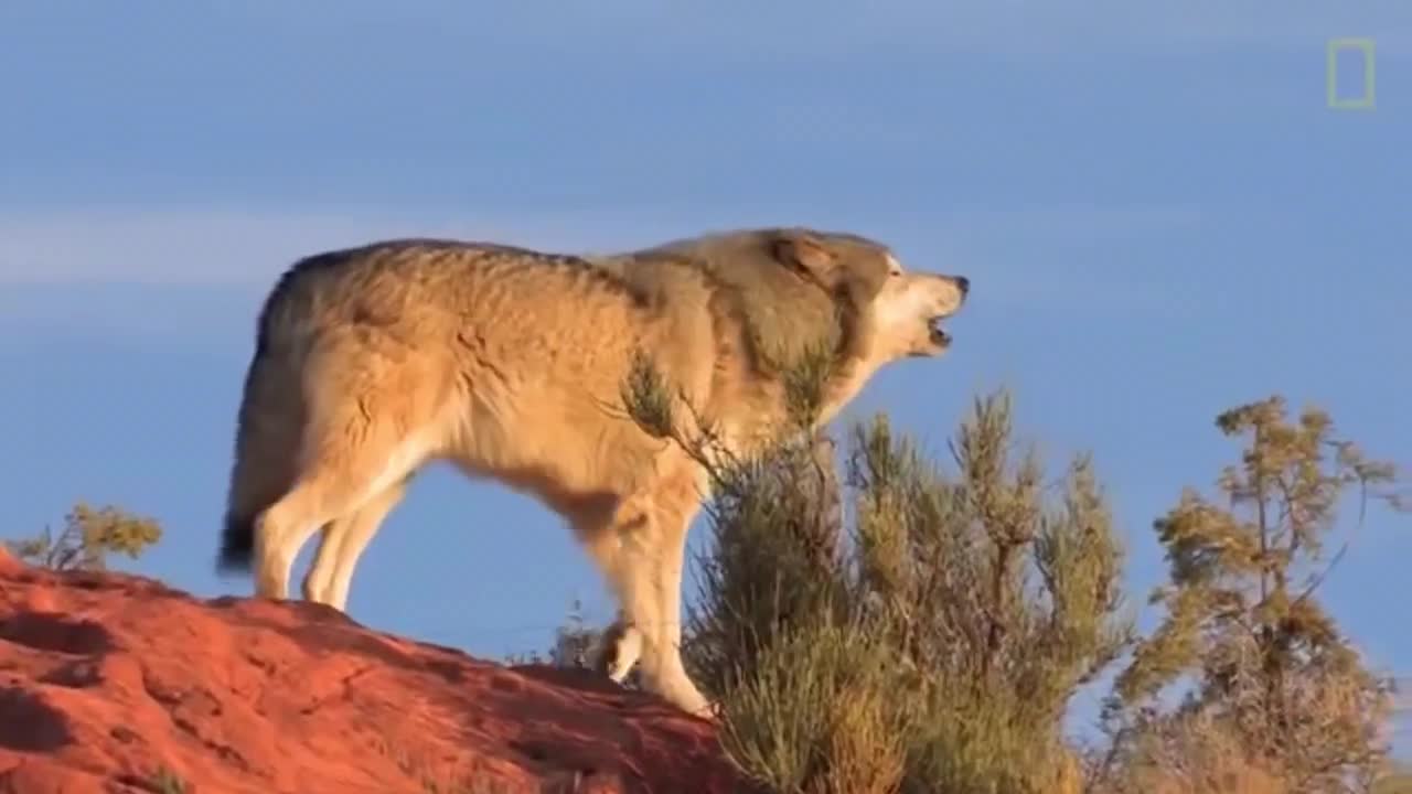 Wolf packs howl